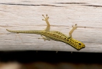 Yellow-headed Dwarf Gecko