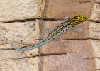 Yellow-headed Dwarf Gecko