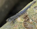 Yellow-headed Dwarf Gecko