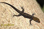 Yellow headed Gecko