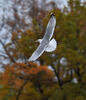 Yellow-legged Gull