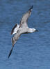 Yellow-legged Gull