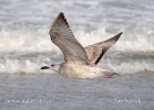 Yellow-legged Gull