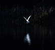 Yellow-legged Gull