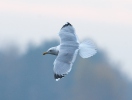 Yellow-legged Gull