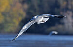 Yellow-legged Gull