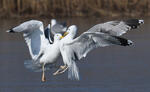 Yellow-legged Gull