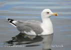 Yellow-legged Gull