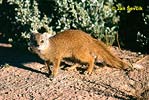 Yellow Mongoose