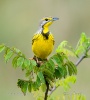 Yellow throated Longclaw