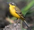 Yellow Wagtail