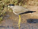 Yellow-wattled Lapwing