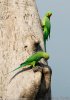 Yeşil papağan