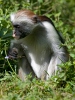 Zanzibar red colobus