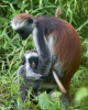 Zanzibar red colobus