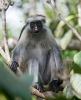 Zanzibar red colobus