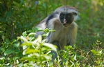 Zanzibar red colobus