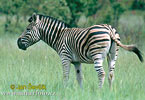 Zebra di Burchell