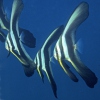 尖翅燕魚