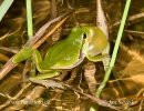 歐洲樹蛙