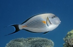 紅海刺尾魚