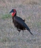 紅臉地犀鳥