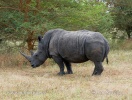 Бел носорог