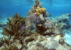Корали