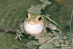 Зелена крастава жаба