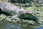 Амерички крокодил