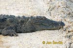 Индијски крокодил
