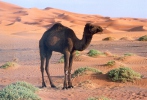 Одногорбий верблюд