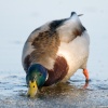 Зеленоглава патица