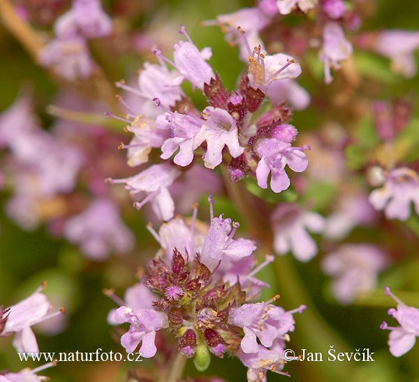 Thymus pulegioides