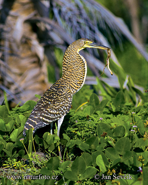 Tigrisoma mexicanum