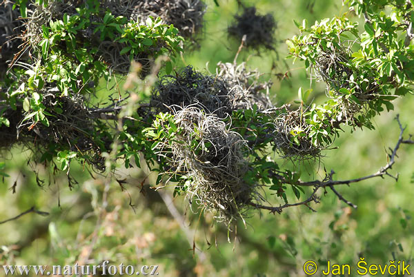 Tillandsia recurvata