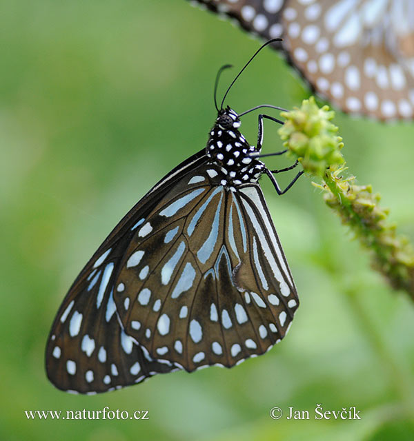 Tirumala septentrionis