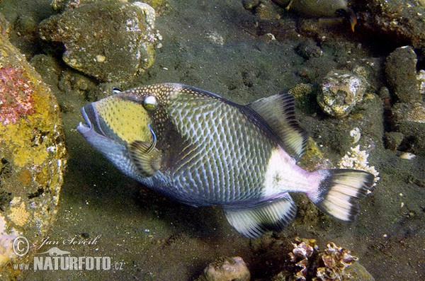 Titan triggerfish (Balistoides viridescens)