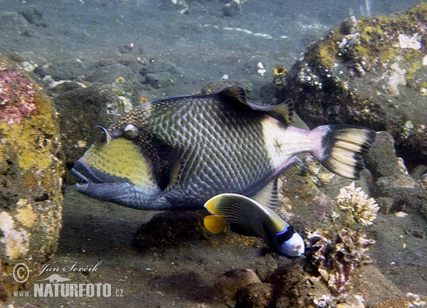 Titan triggerfish (Balistoides viridescens)