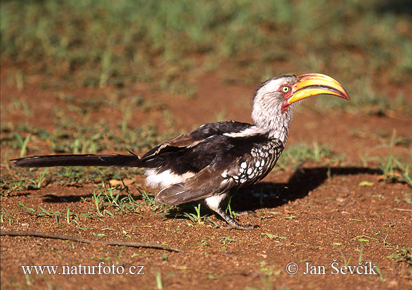 Tockus leucomelas