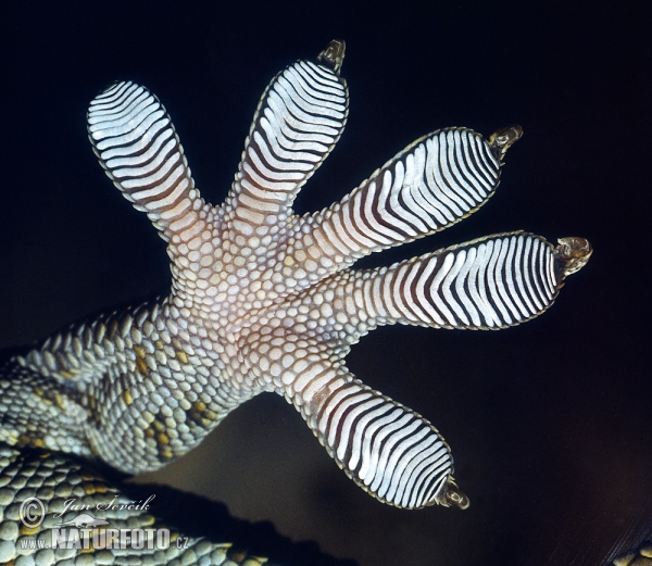 Tokay Gecko (Gekko gecko)