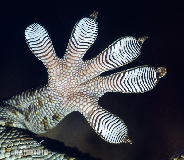 Tokaygecko