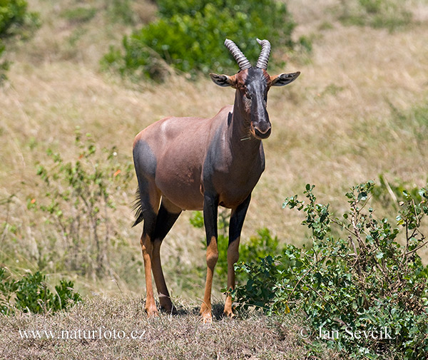 Common tsessebe Topi Photos, Common tsessebe Topi Images, Nature