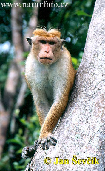 Toque Macaque (Macaca sinica)