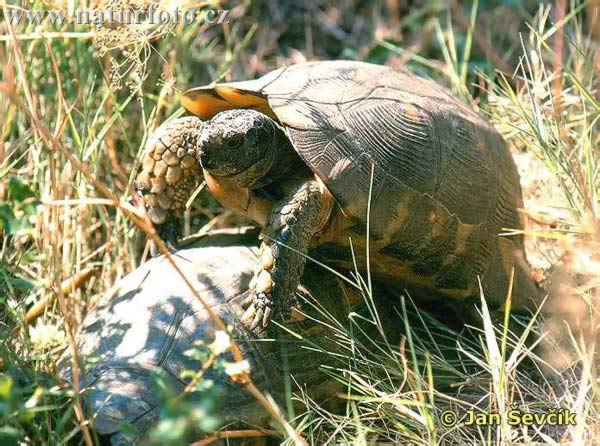 Tortue bordée