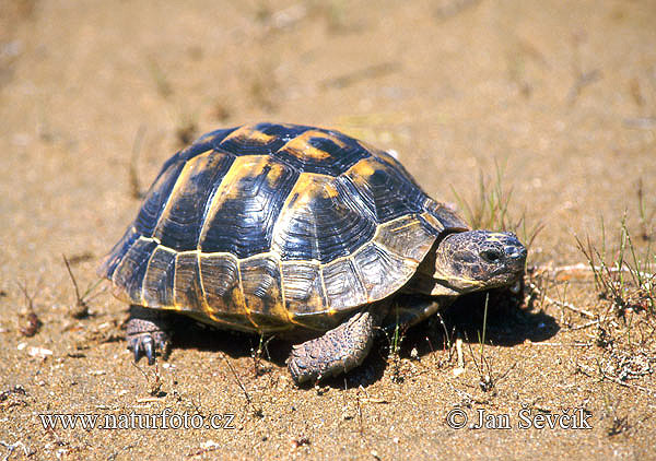 Tortue mauresque, Tortue grecque