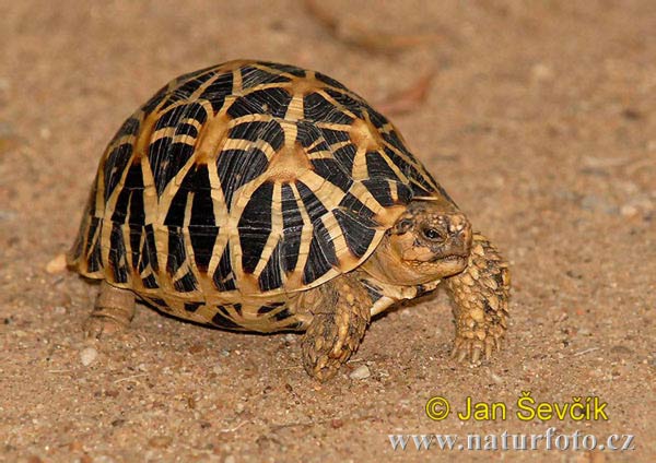 Tortuga estrellada de la India