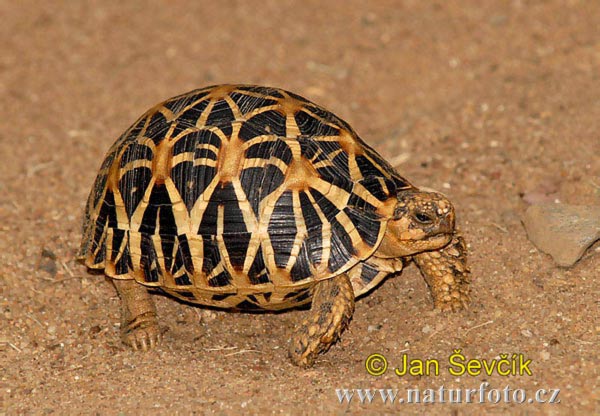 Tortuga estrellada de la India