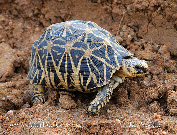 Tortuga estrellada de l'Índia