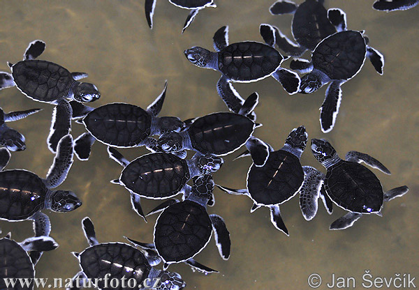 Tortuga verda marina